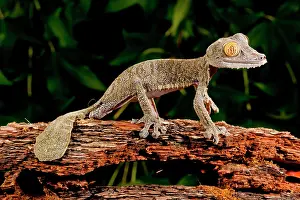 Gecko: Giant Leaf-tailed Gecko, Uroplatus fimbriatus
