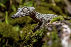 Giganteus: Giant leaf-tailed gecko (Uroplatus giganteus), Marojejy