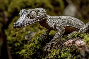 Giganteus: Giant leaf-tailed gecko (Uroplatus giganteus), Marojejy