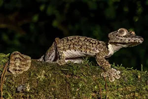 Giganteus: Giant leaf-tailed gecko (Uroplatus giganteus), Montagne