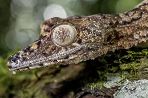 Giganteus: Giant leaf-tailed gecko (Uroplatus giganteus), Montagne