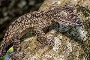 Giganteus: Giant leaf-tailed gecko (Uroplatus giganteus), Montagne