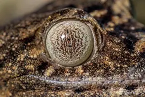 Giganteus: Giant leaf-tailed gecko (Uroplatus giganteus), Montagne