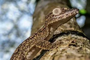 Giganteus: Giant leaf-tailed gecko (Uroplatus giganteus), Montagne