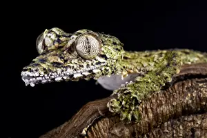 Giganteus: Giant leaf-tailed gecko (Uroplatus giganteus) on
