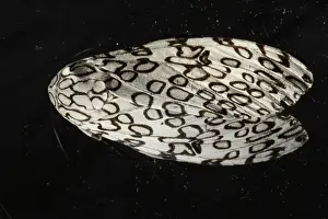 Arctiidae: The giant leopard moth
