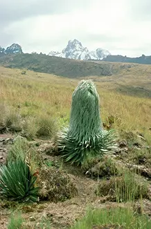 Afric: Giant Lobelia - 12-13000 ft