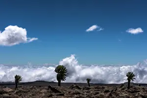 Lobelia: Giant Lobelia trees above the clouds