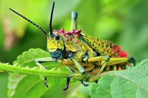 Phymateus: Giant Locust