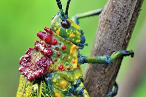 Phymateus: Giant Locust