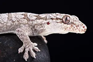 Velvet: The Giant Madagascan velvet gecko (Blaesodactylus