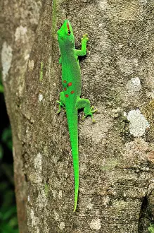 Phelsuma: Giant Madagascar Day Gecko - on tree