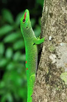 Phelsuma: Giant Madagascar Day Gecko - on tree