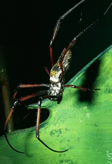 Nephila: Giant Madagascar Orb Spider
