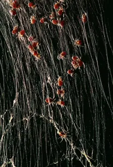 Spiderling: Giant Madagascar Orb SPIDER - spiderlings in web
