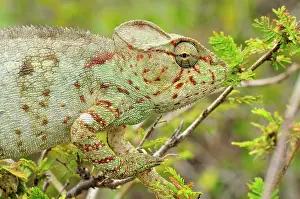 Oustaleti: Giant Madagascar / Oustalet's Chameleon - female