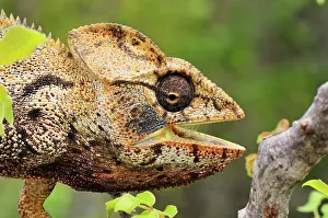 Oustaleti: Giant Madagascar / Oustalet's Chameleon - male