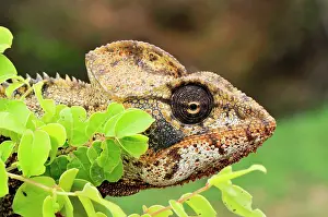 Oustaleti: Giant Madagascar / Oustalet's Chameleon - male