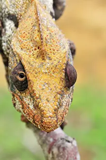 Oustaleti: Giant Madagascar / Oustalet's Chameleon - male