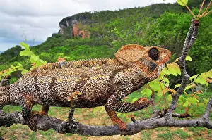 Oustaleti: Giant Madagascar / Oustalet's Chameleon - male on branch
