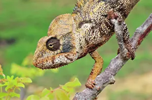 Oustaleti: Giant Madagascar / Oustalet's Chameleon - male on branch