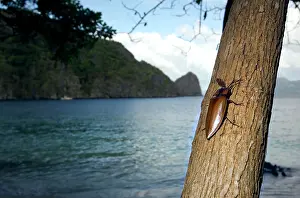 Click: Giant Malaysian Click-Beetle - male on bark of a tree