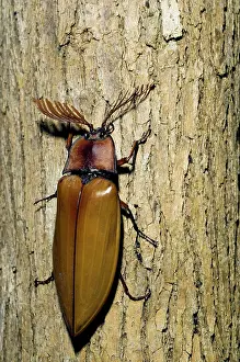 Click: Giant Malaysian Click-Beetle - male on bark of a tree
