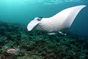 Birostris: Giant Manta Ray