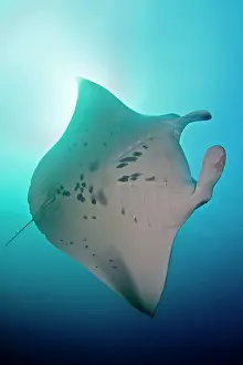 Birostris: Giant Manta Ray