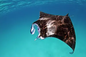 Birostris: Giant Manta Ray