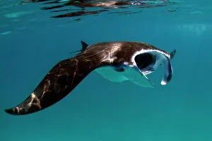 Birostris: Giant Manta Ray