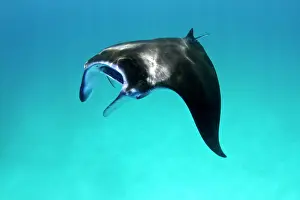 Birostris: Giant Manta Ray