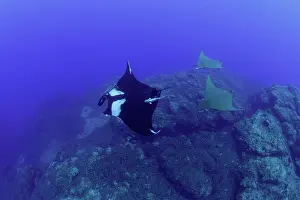 Azores: Giant Manta Ray, Manta birostris and two Chilean