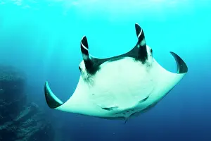 Boiler: Giant Manta Ray, Manta birostris, El Boiler dive