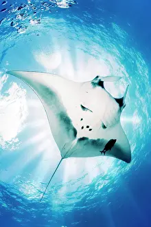Boiler: Giant Manta Ray, Manta birostris, El Boiler dive