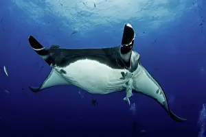 Birostris: Giant Manta Ray, Manta birostris, San Benedicto