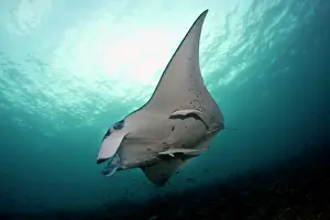 Birostris: Giant Manta Ray - with Remora Fish (Remora remora)