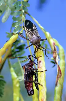 Prosopis: Giant Mesquite Bugs