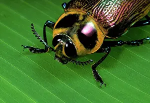 Borer: Giant Metallic Ceiba Borer Beetle - close-up of