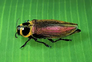 Borer: Giant Metallic Ceiba Borer Beetle - on a leaf