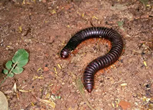 Millipedes: Giant Millipede