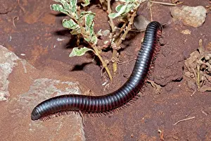 Millipedes: Giant Millipede / Chongololo