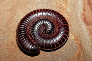 Millipedes: Giant Millipede - coiled in defensive position