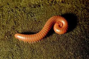 Millipedes: Giant millipede (unidentified), - on rain-forest