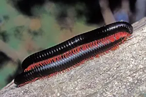 Millipedes: Two Giant Millipedes