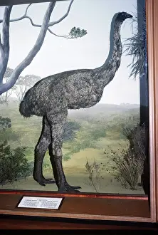 Pleistocene: Giant Moa from South Island, New Zealand