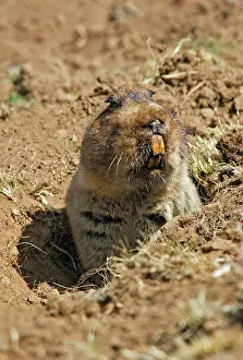 Tachyoryctes: Giant Mole-rat