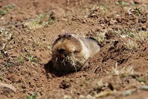 Tachyoryctes: Giant Mole-rat