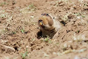 Tachyoryctes: Giant Mole-rat