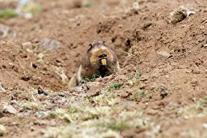 Tachyoryctes: Giant Mole-rat